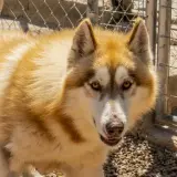 Adopta a Hachiko