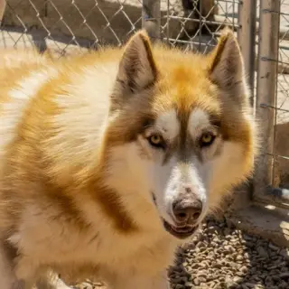 Hachiko