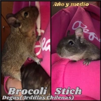 Adopta a Brocoli y Stich