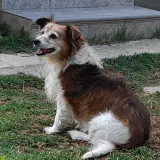 Adopta a Santa