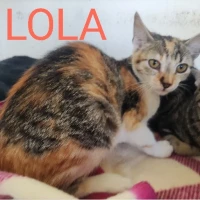 Adopta a Lola
