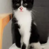 Adopta a Sinnombre