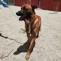 Adopta a Campanero
