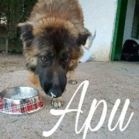 Adopta a Apu