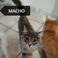 Adopta a Sin Nombre