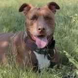 Adopta a Kiara
