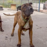 Adopta a Tera