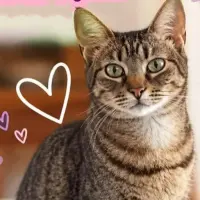 Adopta a Lamparita