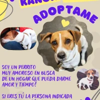 Adopta a Kanon