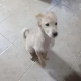 Adopta a Tokio