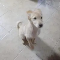 Adopta a Tokio
