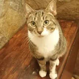 Chispa