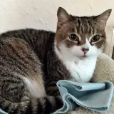 Adopta a Linda