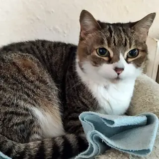 Linda