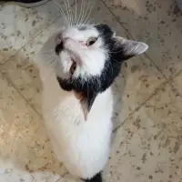 Adopta a Pepe