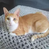 Adopta a Vainilla