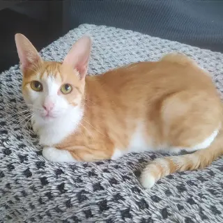 Vainilla