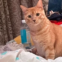 Adopta a Cachito