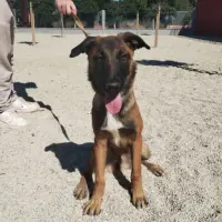 Adopta a Amapola