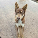 Adopta a Otto