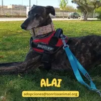 Adopta a Alaia