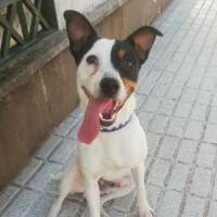 Adopta a Simba