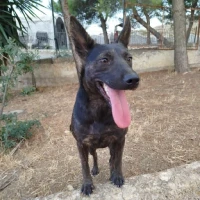 Adopta a Hedda