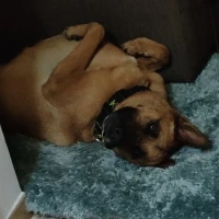 Adopta a Furius