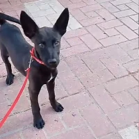 Adopta a Tarik