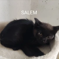 Adopta a Salem