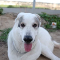 Adopta a Dina