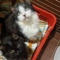 Adopta a Minnie Y Maxi