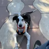 Adopta a Turko