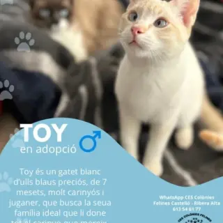Toy