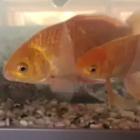 Adopta a Peces