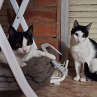 Adopta a Lluna Y Kinder