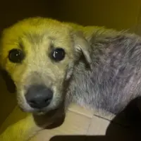 Adopta a Harry