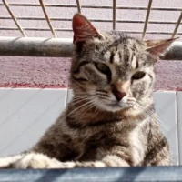 Adopta a Rory