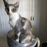 Adopta a Alix