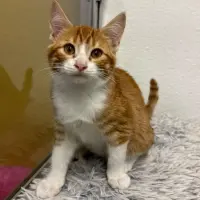 Adopta a Aimar
