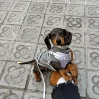 Adopta a Fuet