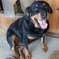 Adopta a Sara