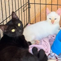 Adopta a Bagueera Y Patrocillo