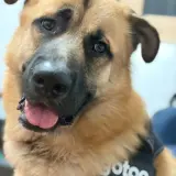 Adopta a Rocko