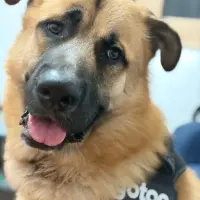 Adopta a Rocko