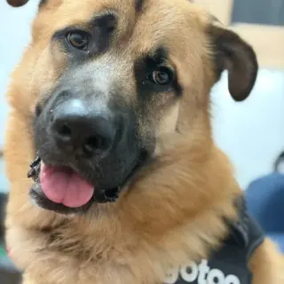 Rocko