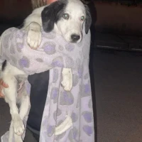 Adopta a Eve