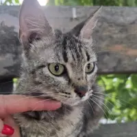 Adopta a Bamba