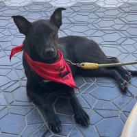 Adopta a Nano