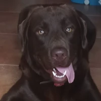 Adopta a Venom